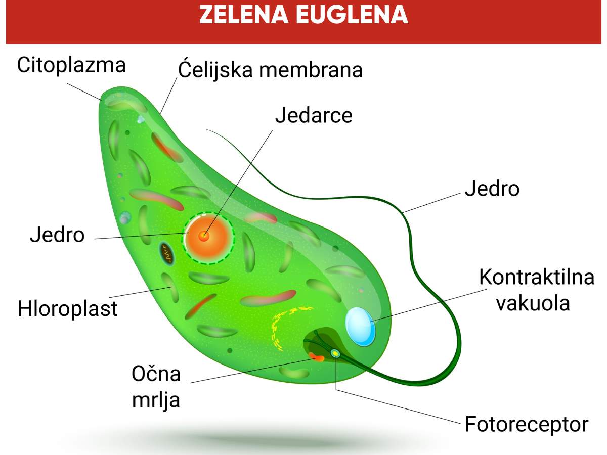 Jednoćelijske eukarije | Shtreber